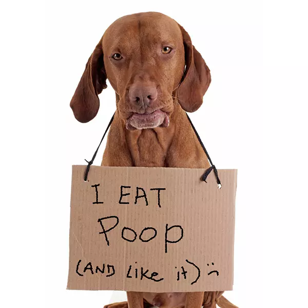 dog likes poop
