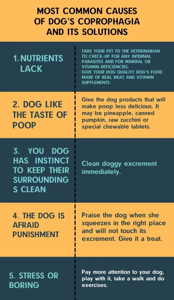 most common causes of dog’s coprophagia and its solutions