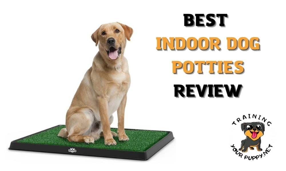 Best indoor dog potties review