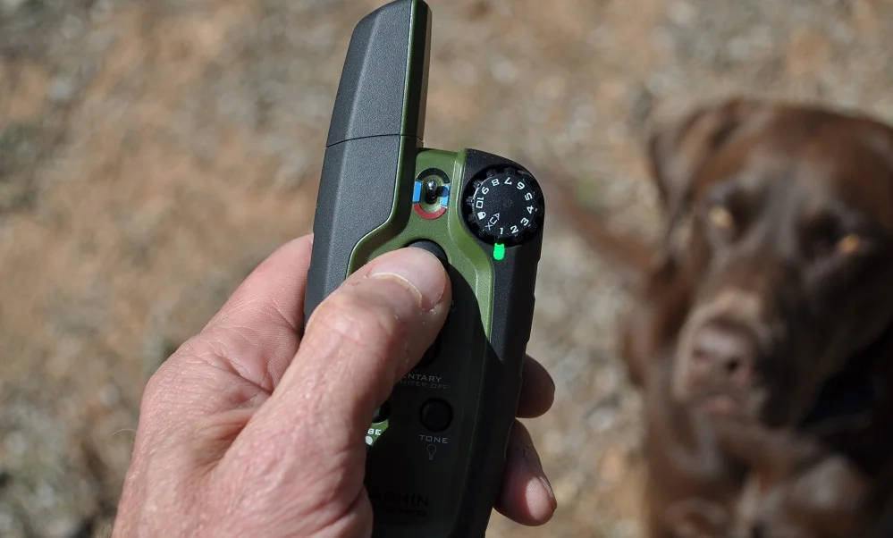 Do shock collars hurt dogs? Get the answer