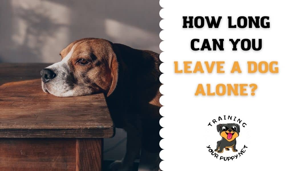How long can you leave a dog alone?