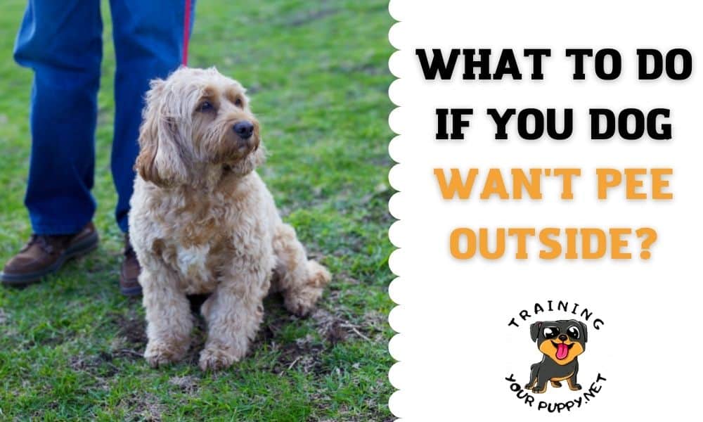 What to do if your dog won't pee outside