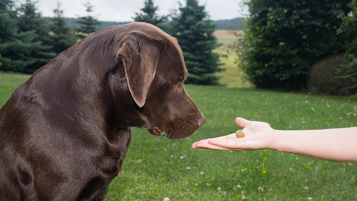 teaching dog with treats