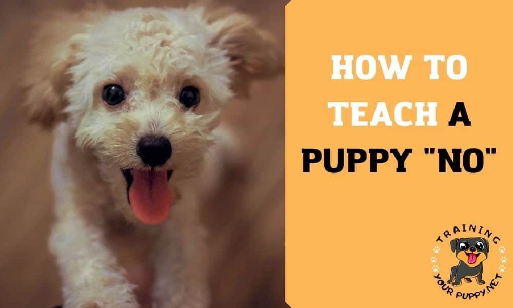 how to teach a puppy no