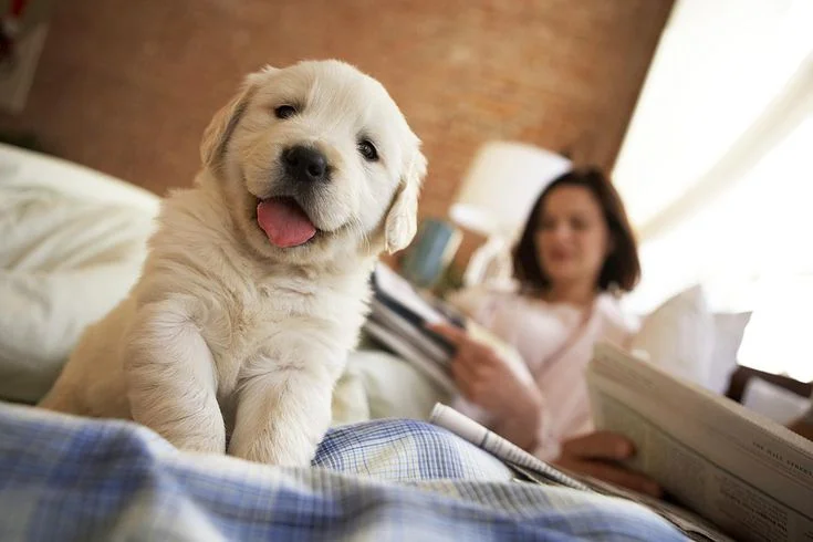puppy on the bed