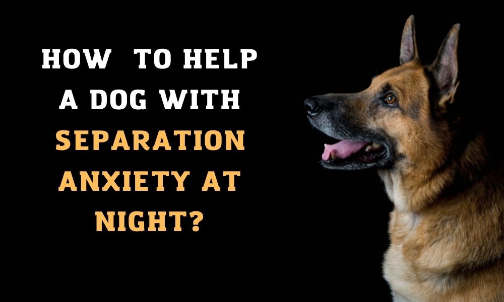 Best tips To help a dog with separation anxiety at night