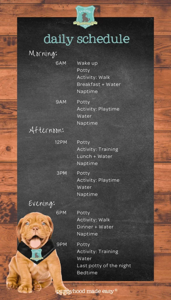 puppy day schedule