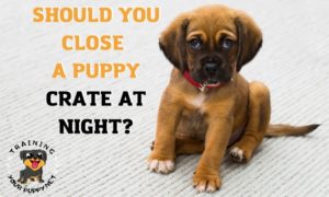 Should you close a puppy crate at night