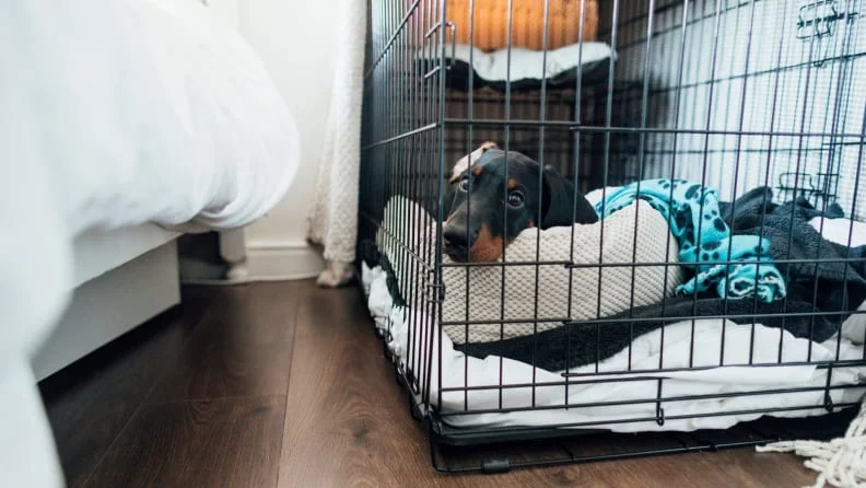 dog in the crate