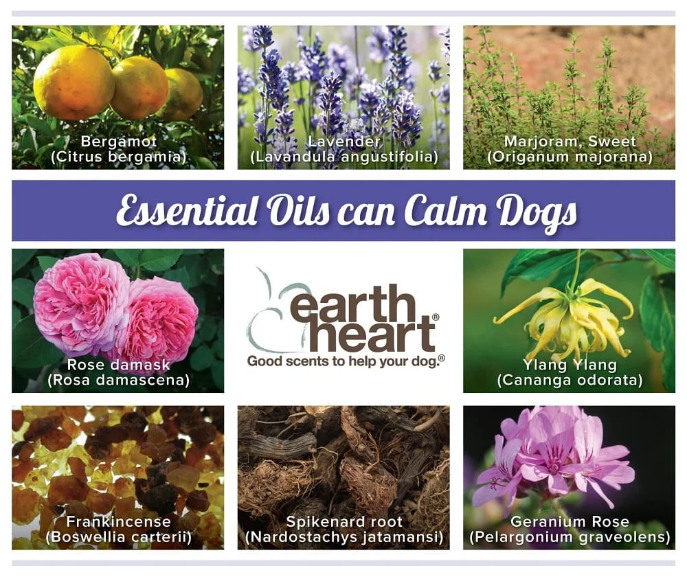 Essential oils that can calm dogs