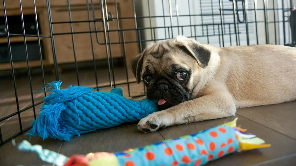 pug puppy in crate with toys