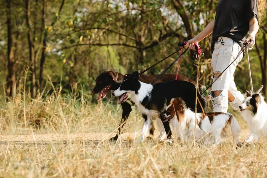 walking with dogs