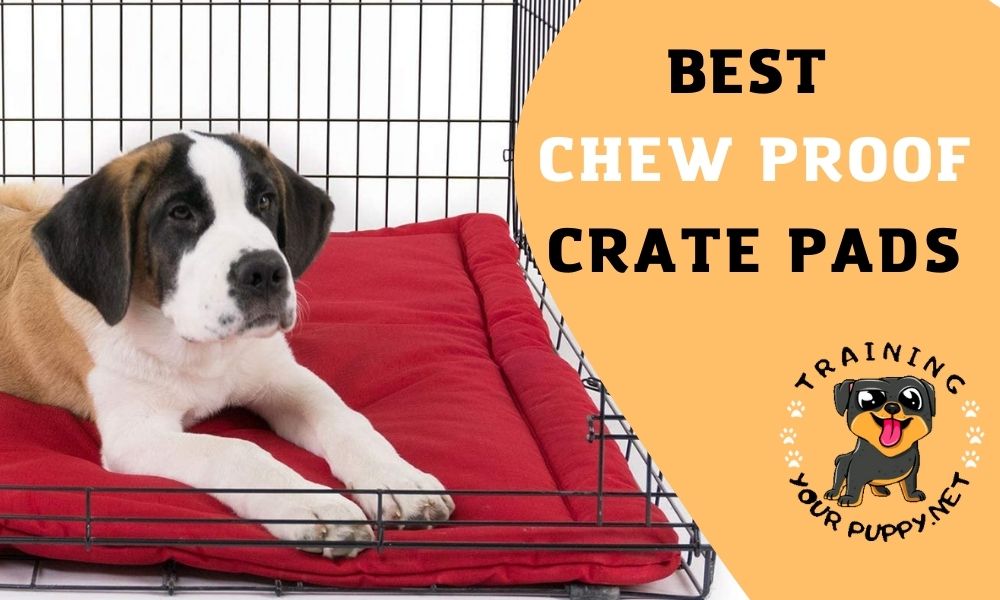 BEST CHEW PROOF CRATE PADS