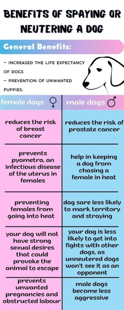Benefits of spaying neutering a dog, infographick