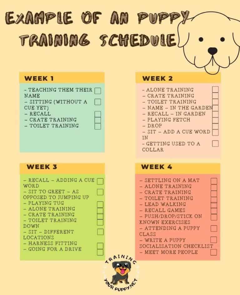 When to Start Training a Puppy? (+training schedule)