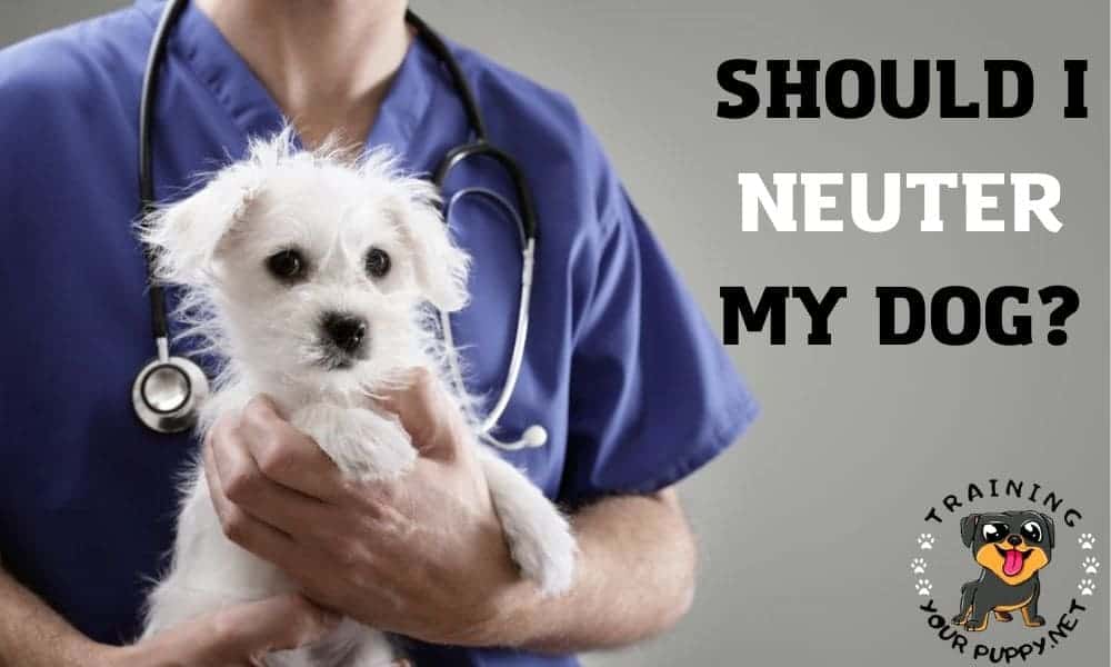 Should I neuter my dog?