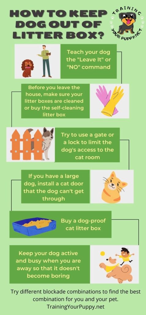 HOW TO KEEP DOG OUT OF LITTER BOx