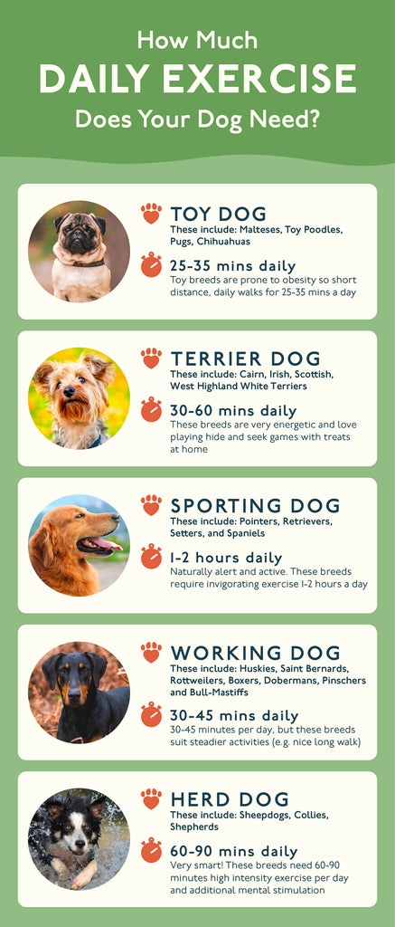how much daily exercise dors your dog need