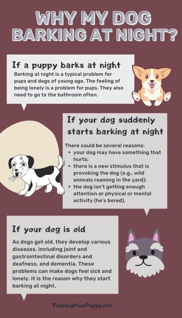 reasons why dog barking at night