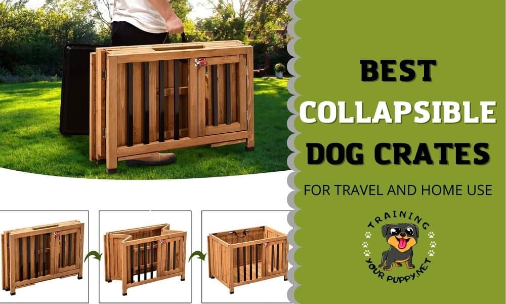BEST COLLAPSIBLE DOG CRATES