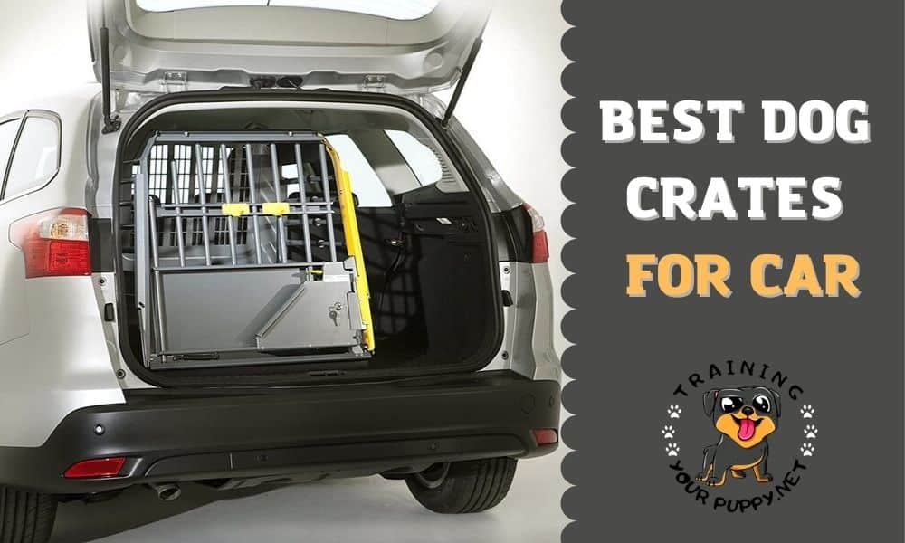 Best dog crates for car