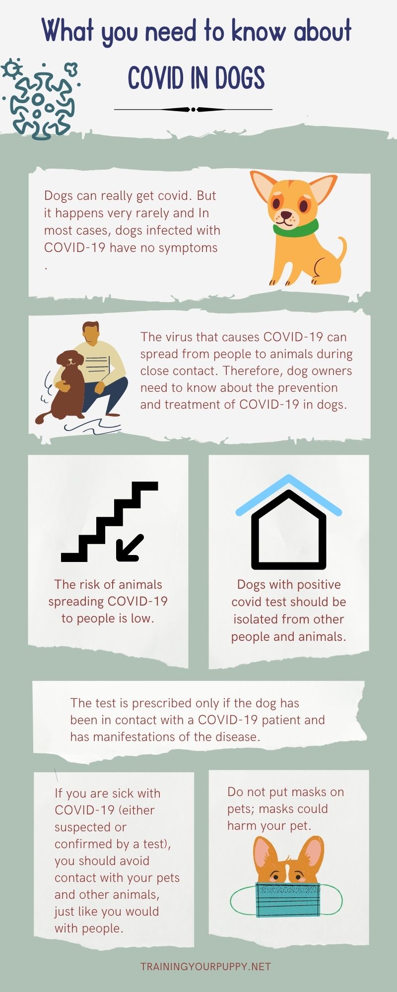 Can dogs get covid? All about covid in dogs