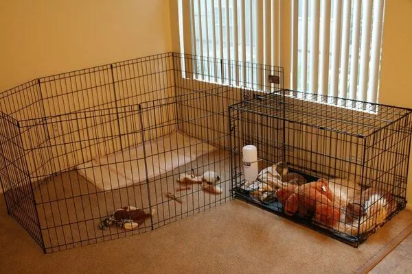 Puppy playpen ideas