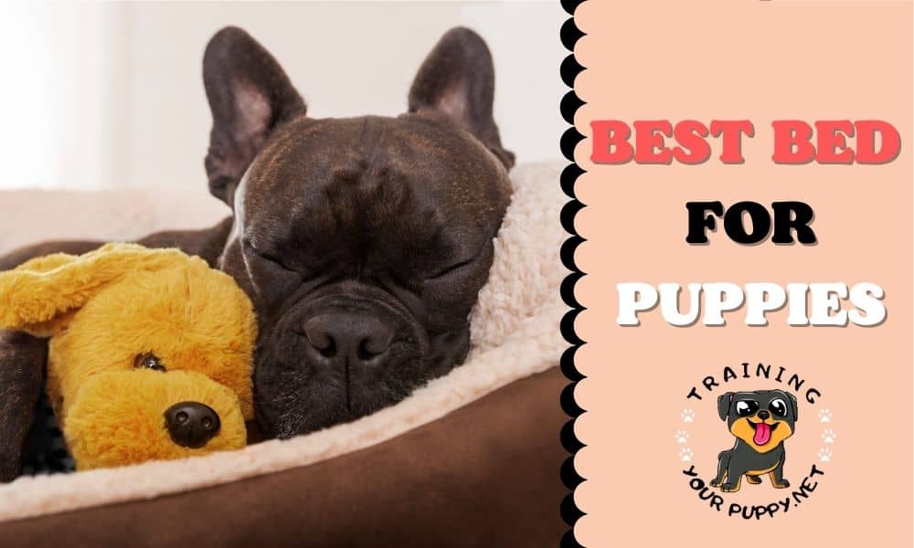 BEST BED FOR PUPPIES (1)