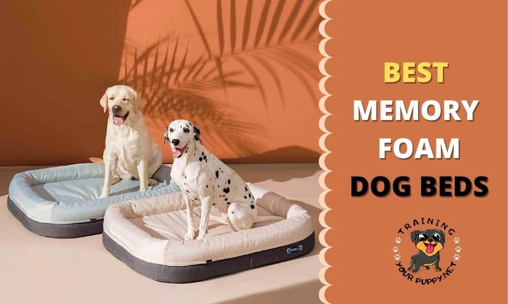 BEST MEMORY FOAM DOG BEDS