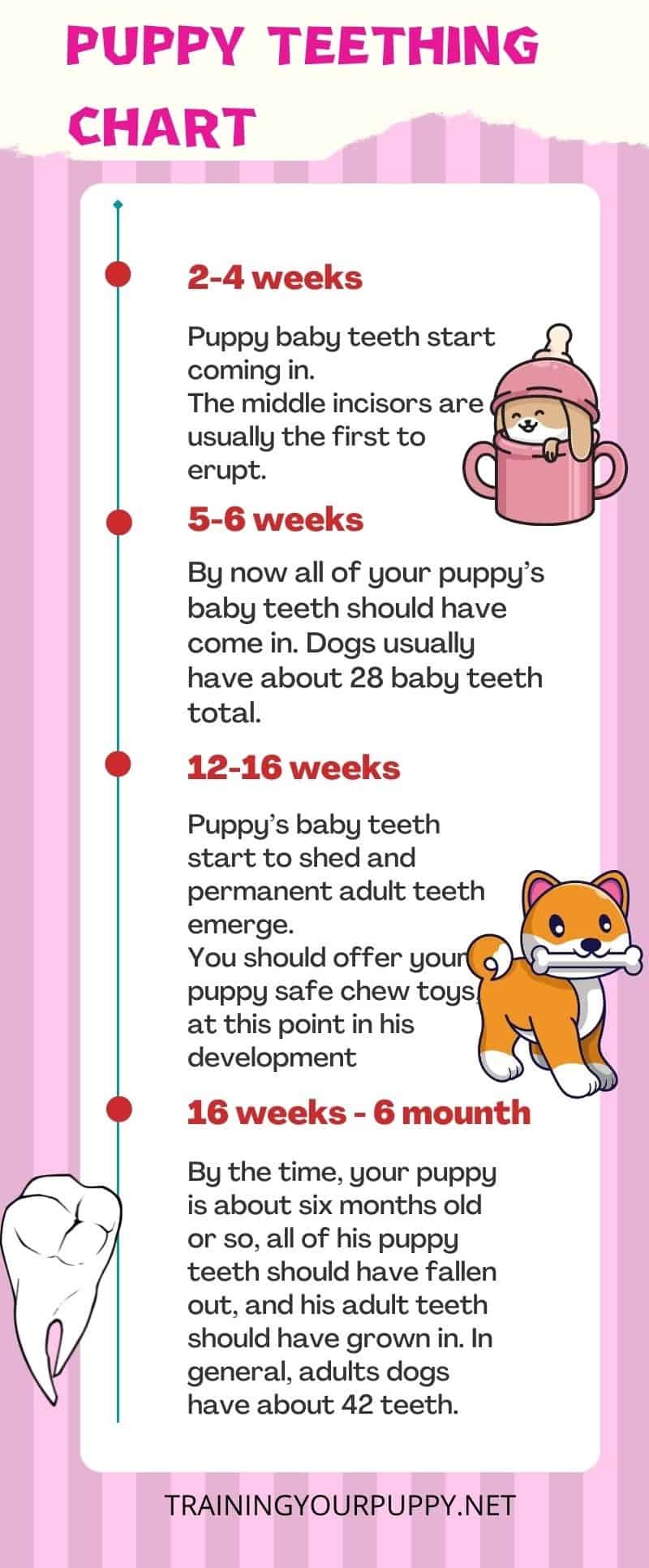 Puppy Teeth Chart By Age