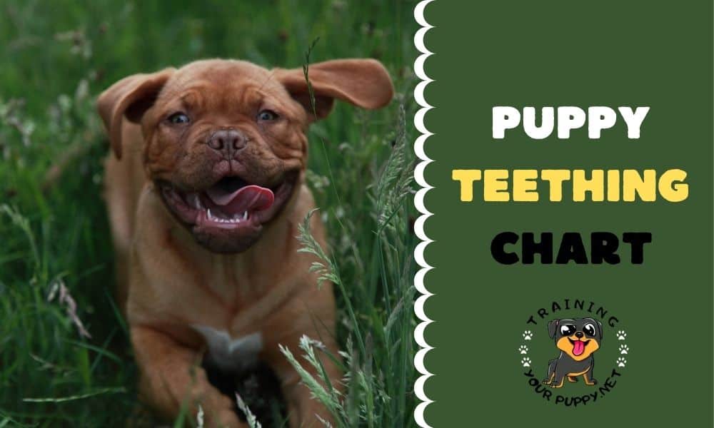 PUPPY TEETHING CHART