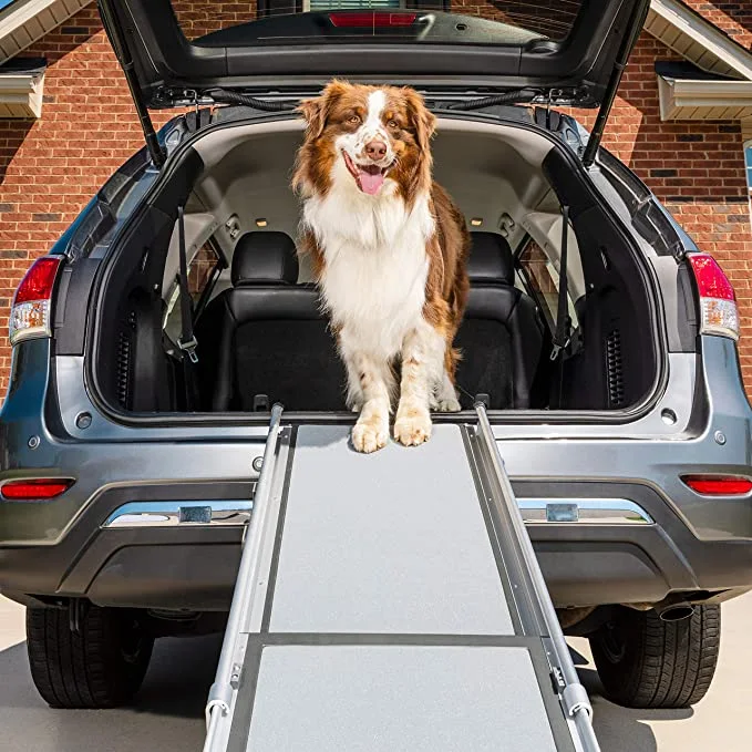 dog in the car with dog ramp