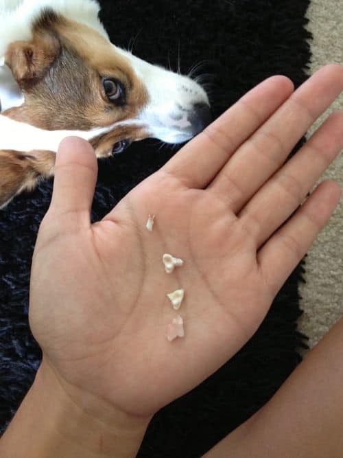 what do puppy teeth look like when they fall out