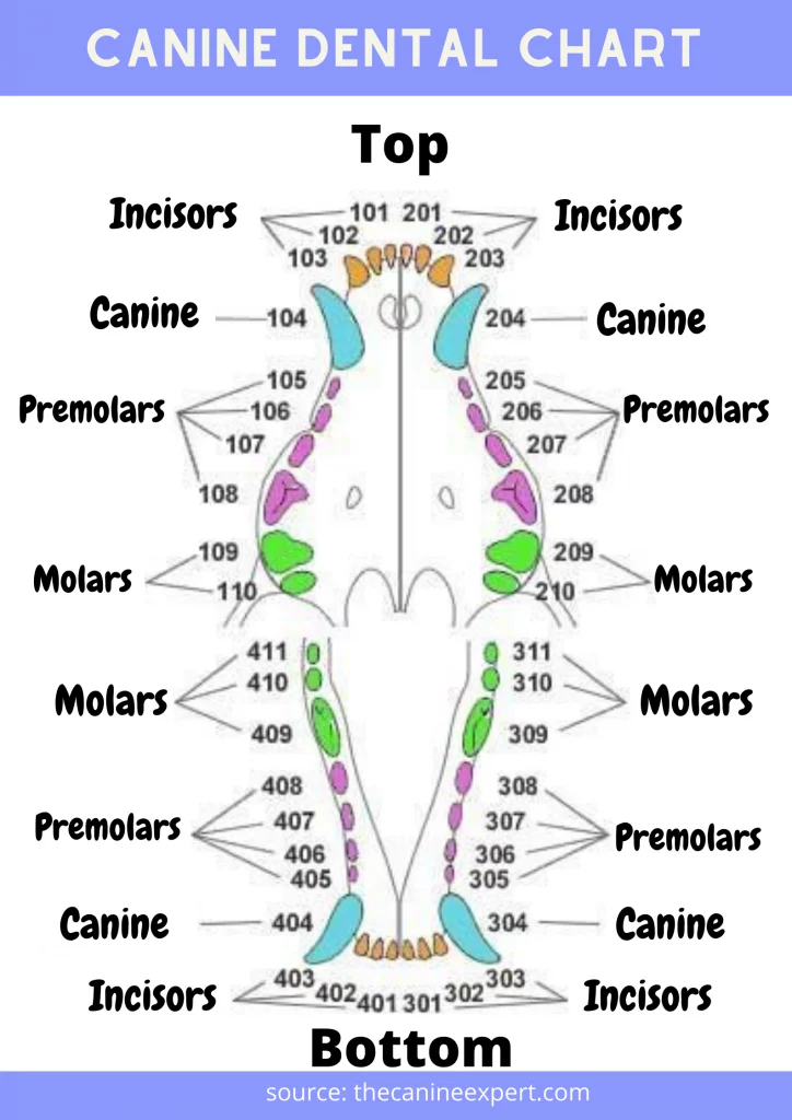 canine dental chart