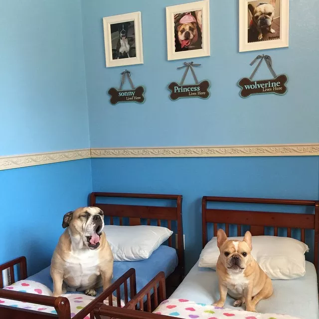french bulldog in their room