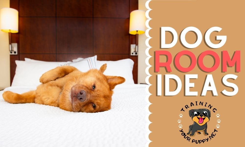 DOG ROOM IDEAS