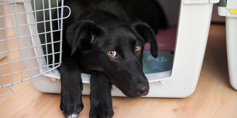 Why should you close a puppy in his crate at night?