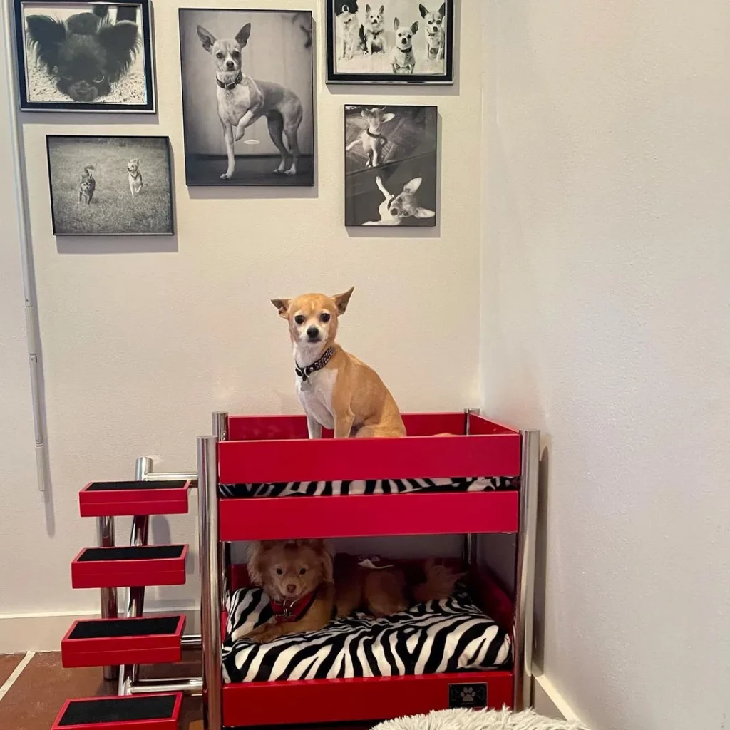 Create a comfortable space for your dog with this dog room ideas 