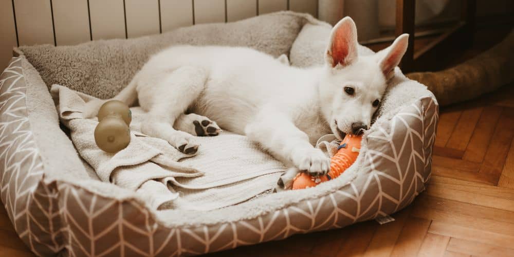 Best dog beds for puppies