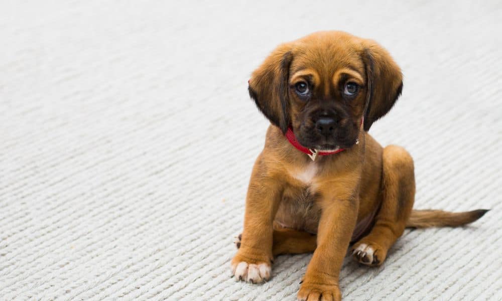 When to start training a puppy and which command to learn first