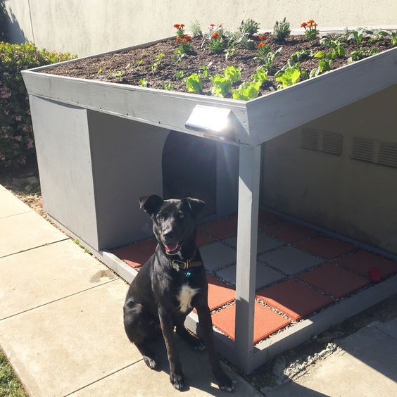 dog outdoor house