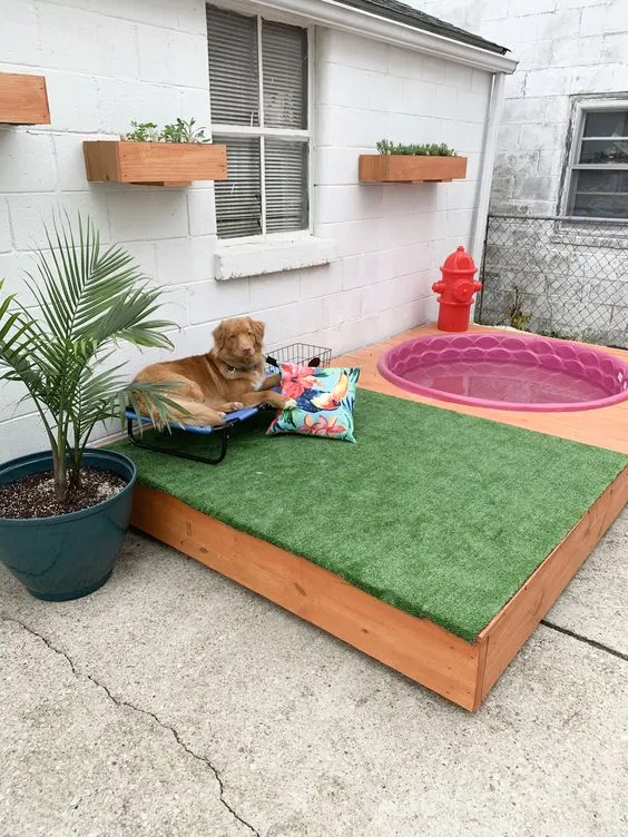 outdoor dog area with pool