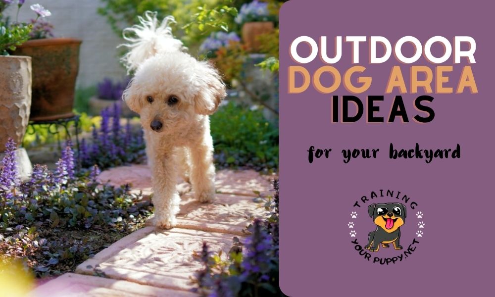 Make a dog-friendly backyard with this outdoor dog area ideas