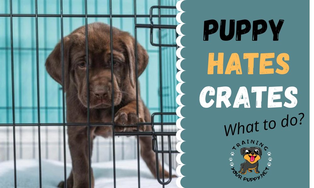 puppy hates crate