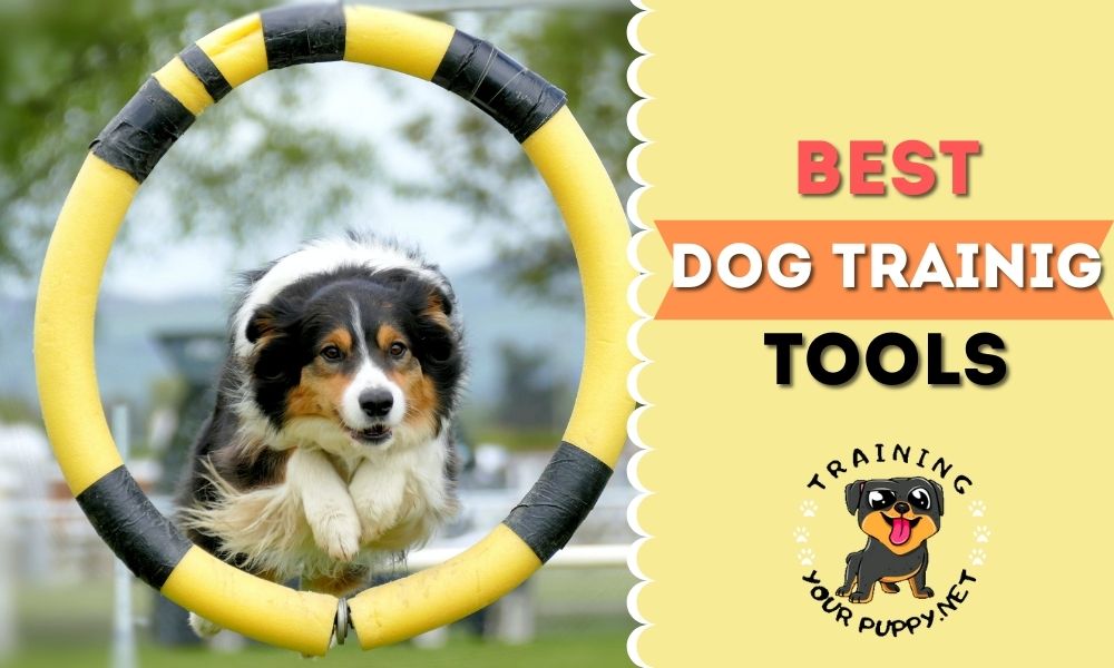 Best Dog Training Tools and Supplies