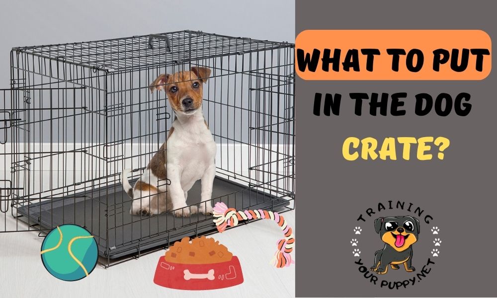 Do you know what to put in the dog crate?