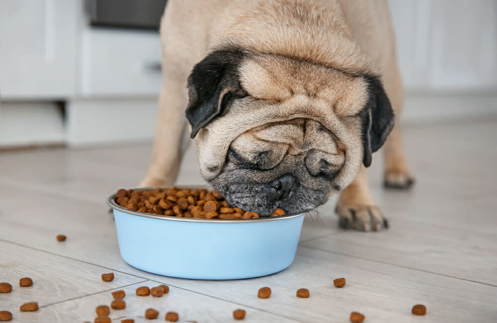 Pug eats dry food from a bowl