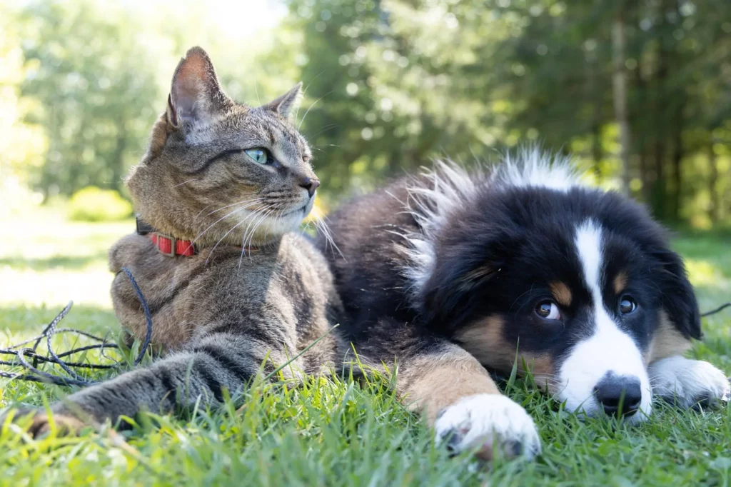 A dog with a cat outside