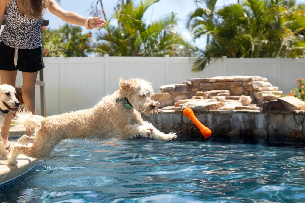 dog play in the pool