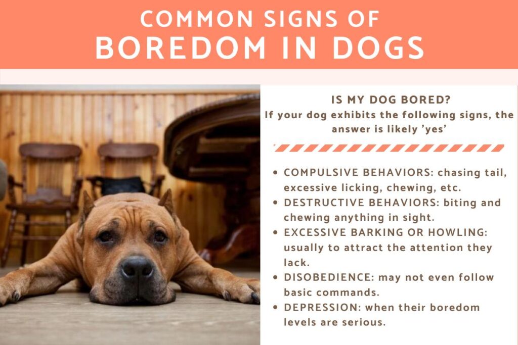 Common signs of boredom in dogs